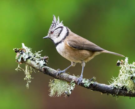 Magical Portugal wildlife  Pictures