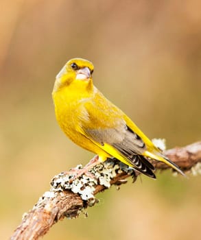 Magical Portugal wildlife  Pictures
