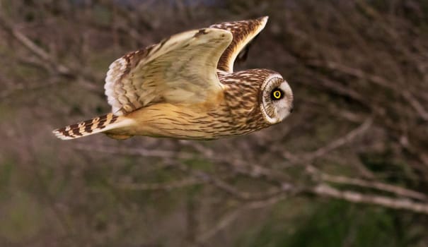 Magical Portugal wildlife  Pictures