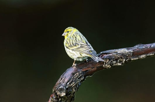 Magical Portugal wildlife  Pictures