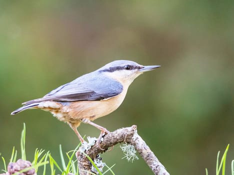 Magical Portugal wildlife  Pictures