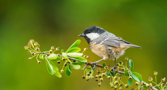 Magical Portugal wildlife  Pictures