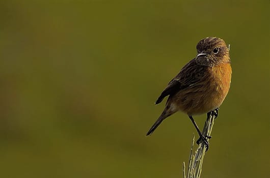 Magical Portugal wildlife  Pictures