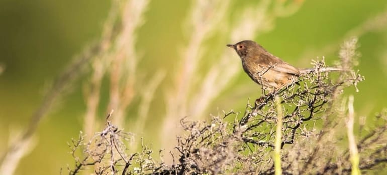 Magical Portugal wildlife  Pictures
