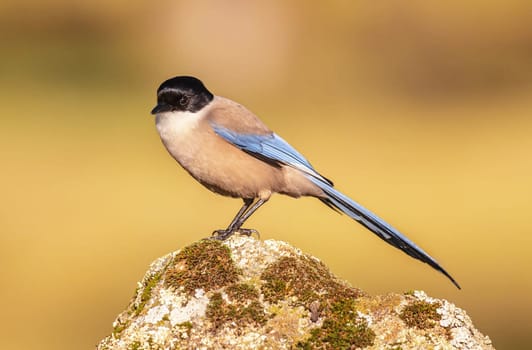 Magical Portugal wildlife  Pictures