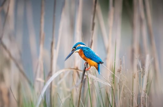 Magical Portugal wildlife  Pictures