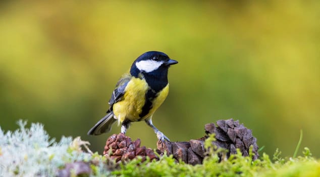 Magical Portugal wildlife  Pictures