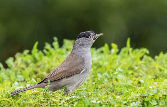 Magical Portugal wildlife  Pictures