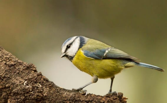 Magical Portugal wildlife  Pictures