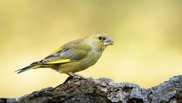 Magical Portugal wildlife  Pictures