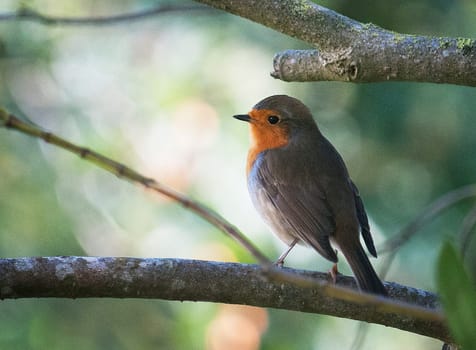 Magical Portugal wildlife  Pictures