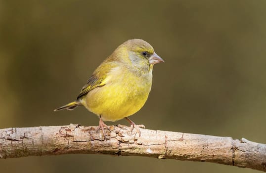 Magical Portugal wildlife  Pictures
