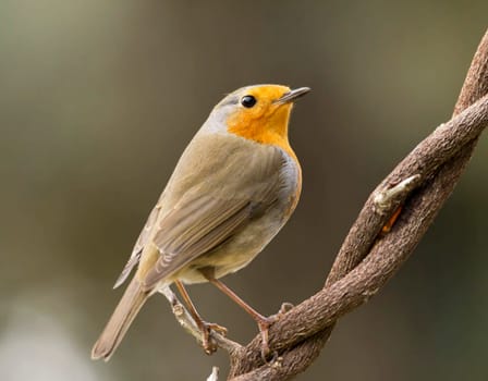 Magical Portugal wildlife  Pictures