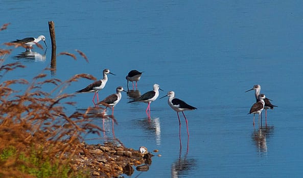 Magical Portugal wildlife  Pictures