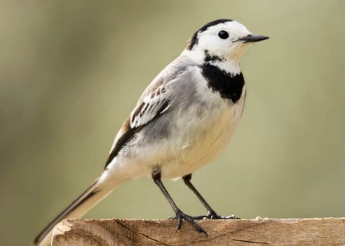 Magical Portugal wildlife  Pictures