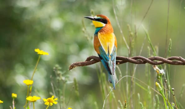 Magical Portugal wildlife  Pictures