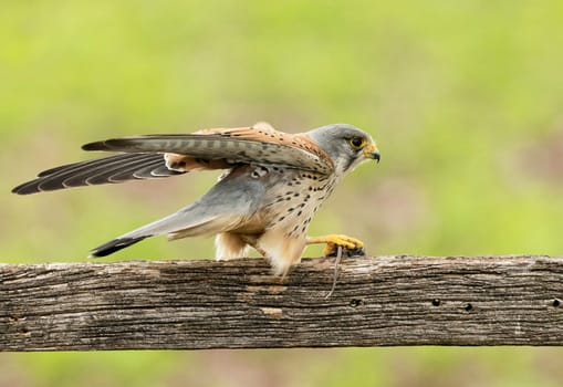 Magical Portugal wildlife  Pictures