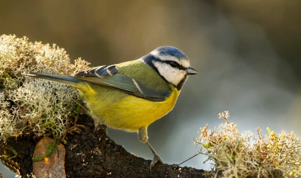 Magical Portugal wildlife  Pictures