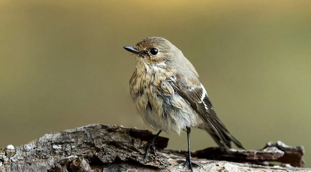 Magical Portugal wildlife  Pictures