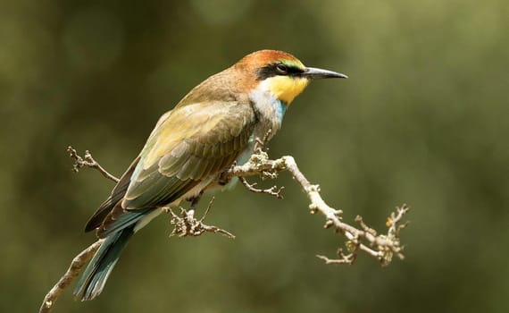 Magical Portugal wildlife  Pictures