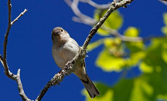 Magical Portugal wildlife  Pictures