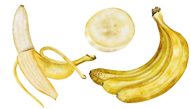 Banana watercolor set. Hand drawn ripe tropical fruit. Clip art isolated on white background realistic exotic plant. Ideal for designing menus, price tags, labels and packaging of natural cosmetics. High quality photo