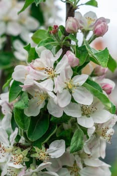 Delicate white apple blossoms adorned with pink buds bloom on a tree during springtime. The vibrant green leaves provide a lush backdrop to this beautiful natural display.