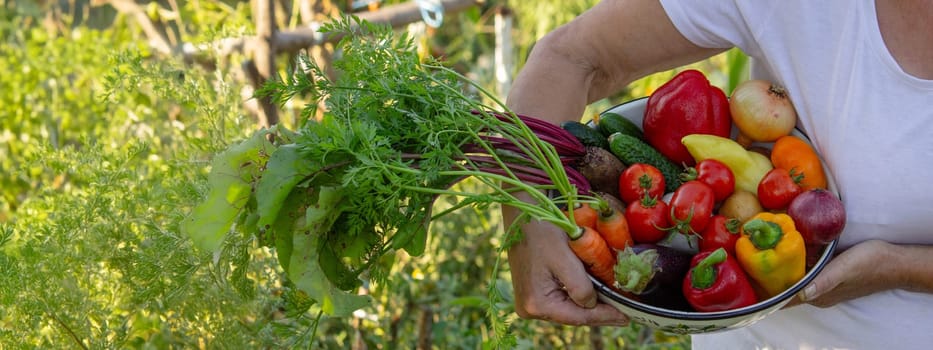 elderly woman in the garden with fresh vegetables in a bowl. Selective focus.