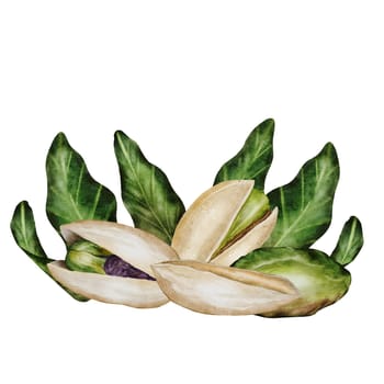 Pistachio watercolor composition. Hand drawn nut with shell isolated on white background. Realistic snack clip art. Ideal for logo, product packaging, banner. High quality photo