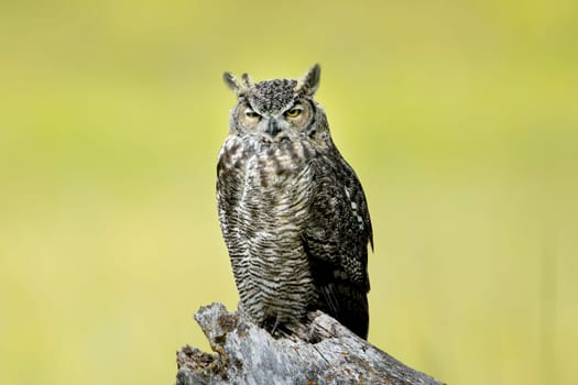 A great horned owl perched on a stump at the Kootenai WIldlife Refuge near Bonners Ferry, Idaho.