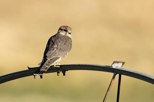 A small merlin falcon perched on an irrigation wheel in north Idaho.
