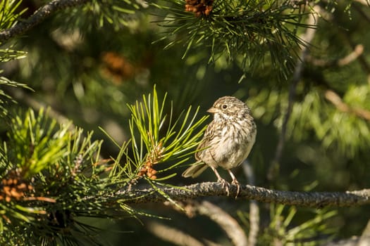 A cute song sparrow is perched on a pine branch in north Idaho.