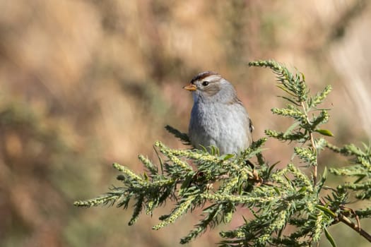 A juvenile white crowned sparrow perched in a bush near Liberty Lake, Washington.