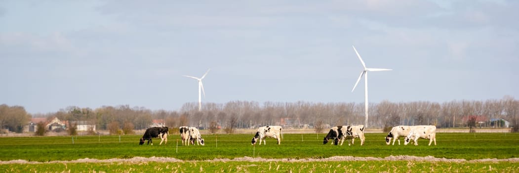 Windmill in a rural area with cows in the field and green grass