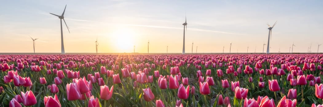 Beautiful sunset above the windmills on the field with tulips in the Netherlands