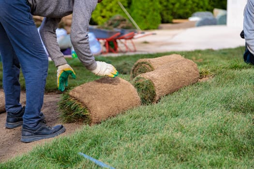 Man laying rolls of grass lawn. Landscaping concept