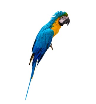 macaw parrot parakeet perching on branch on white background isolate