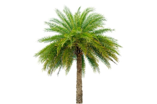 Big palm trees used in garden decoration on white background. Isolated