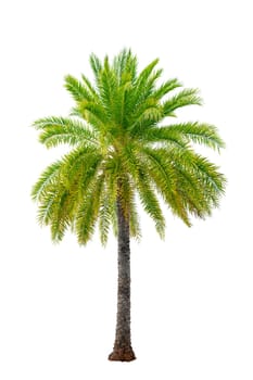 Big palm trees used in garden decoration on white background. Isolated