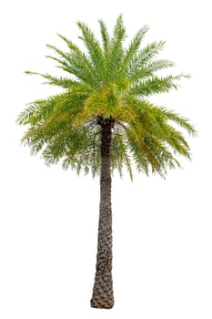 Big palm trees used in garden decoration on white background. Isolated