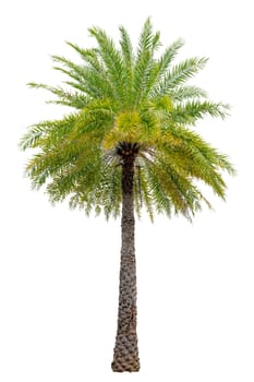 Big palm trees used in garden decoration on white background. Isolated