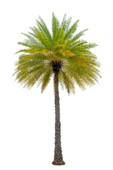 Big palm trees used in garden decoration on white background. Isolated