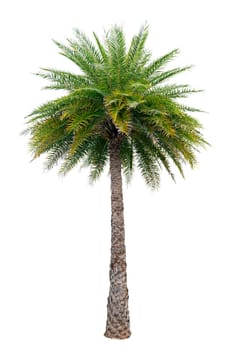 Big palm trees used in garden decoration on white background. Isolated