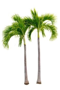 Big palm trees used in garden decoration on white background. Isolated