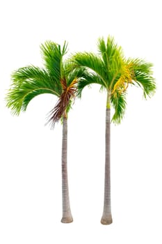 Big palm trees used in garden decoration on white background. Isolated