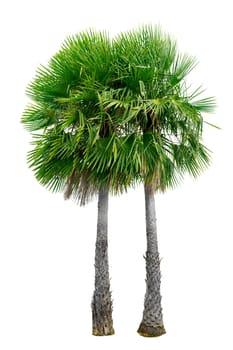 Big palm trees used in garden decoration on white background. Isolated