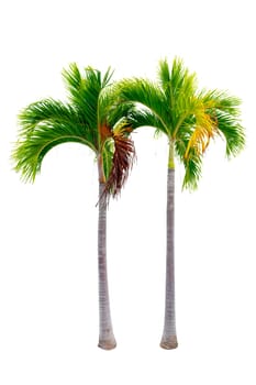 Big palm trees used in garden decoration on white background. Isolated