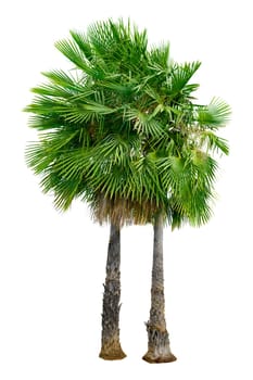 Big palm trees used in garden decoration on white background. Isolated