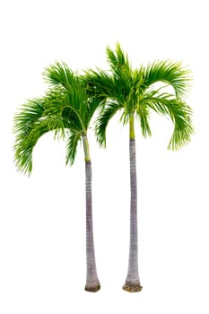 Big palm trees used in garden decoration on white background. Isolated