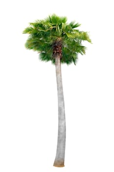 Big palm trees used in garden decoration on white background. Isolated